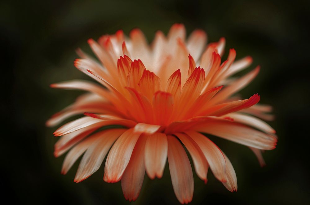 Orange flower background. Free public domain CC0 image.