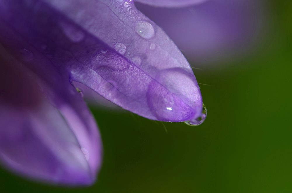 Purple petals macroshot with water drops. Free public domain CC0 image.