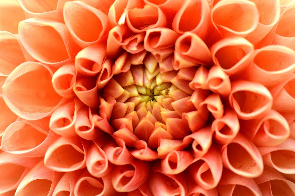 Orange dahlia background. Free public domain CC0 image.