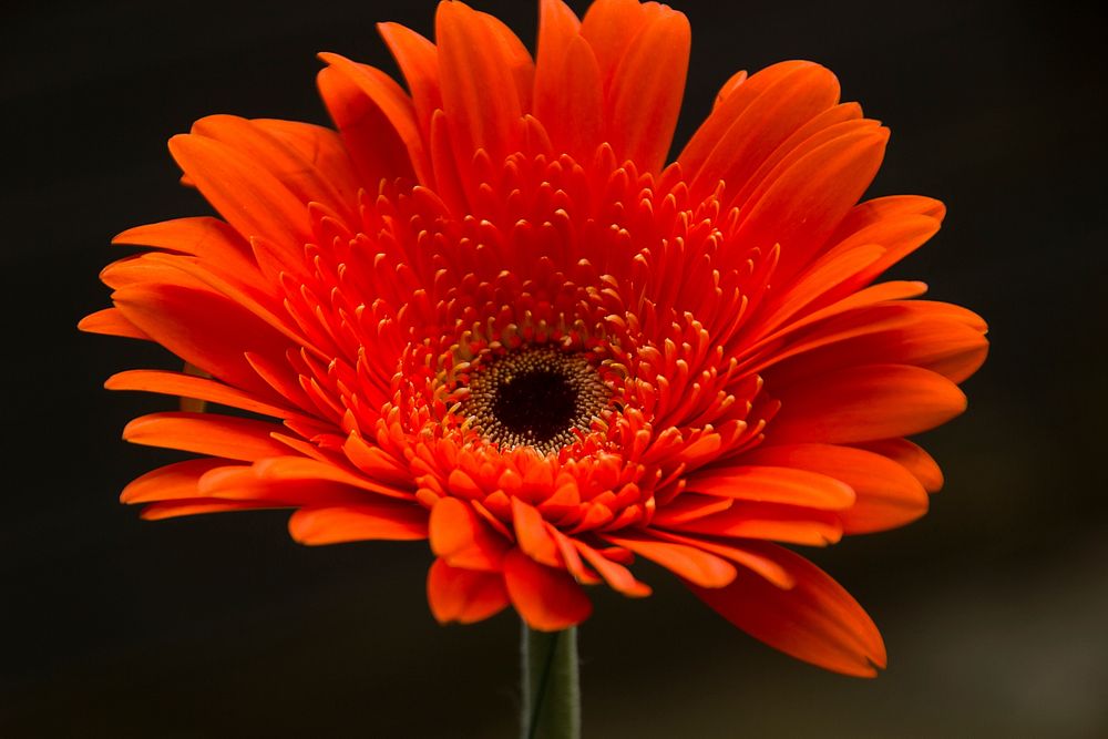 Orange daisy background. Free public domain CC0 photo.