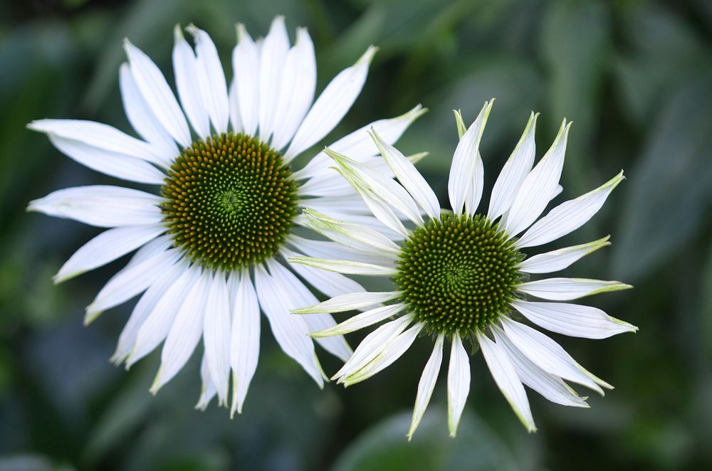 White flower background. Free public domain CC0 photo.