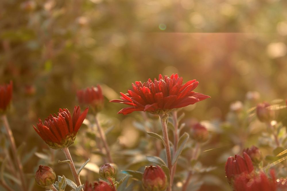 Pink daisy background. Free public domain CC0 photo.