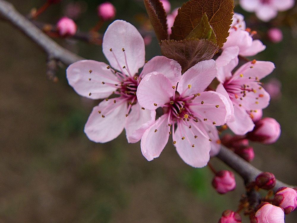 Pink cherry blossom. Free public domain CC0 image.