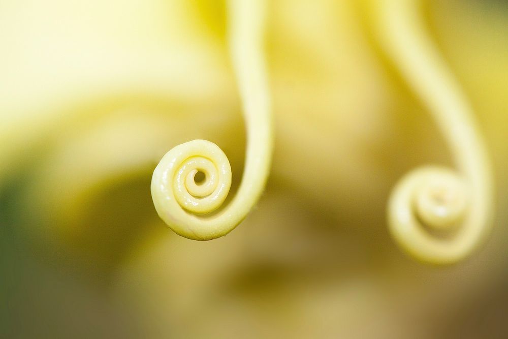 Yellow pollen macro shot. Free public domain CC0 image.