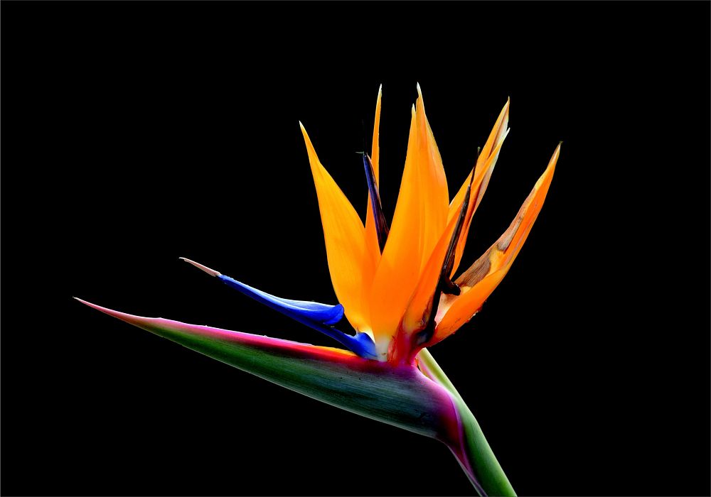 Bird of paradise, closeup. Free public domain CC0 photo.