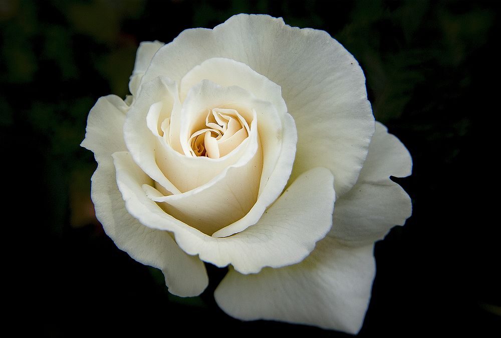 White rose. Free public domain CC0 image.