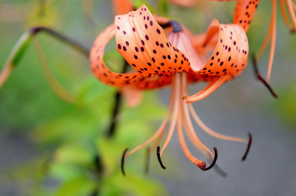 Tiger lily background. Free public domain CC0 image.