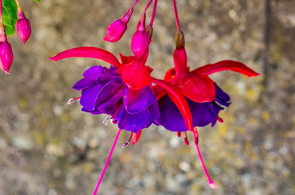 Fuchsia background. Free public domain CC0 photo.