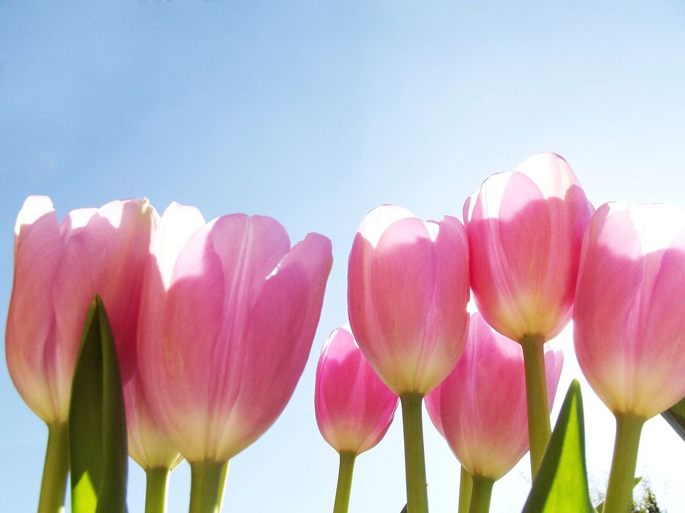 Pink tulip. Free public domain CC0 image.