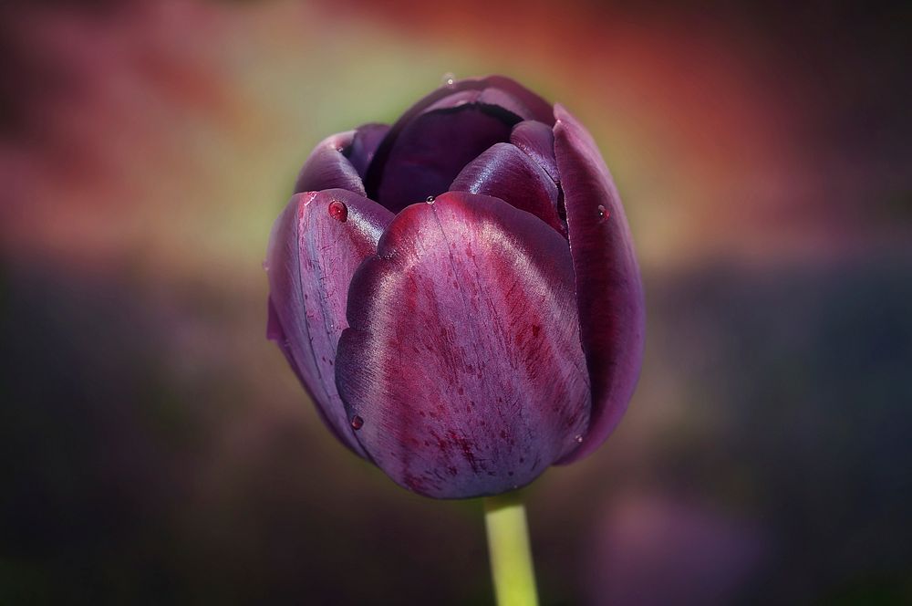 Purple tulip background. Free public domain CC0 image.