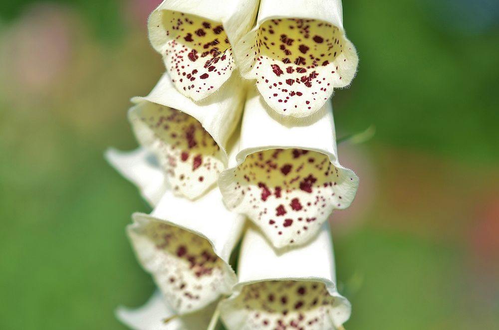 White foxglove background. Free public domain CC0 photo.