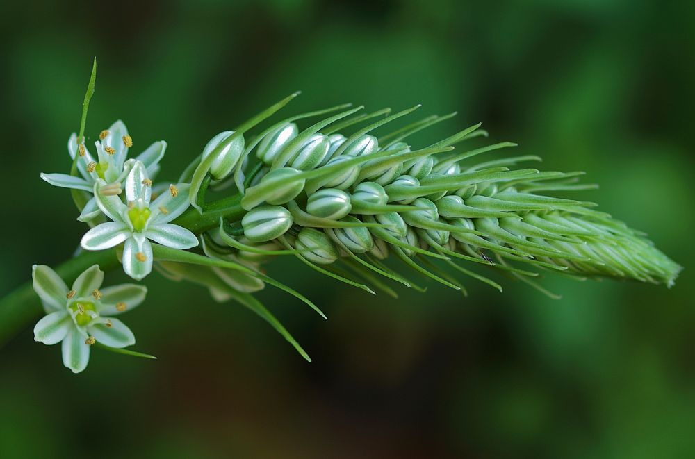 Flower bud. Free public domain CC0 photo.