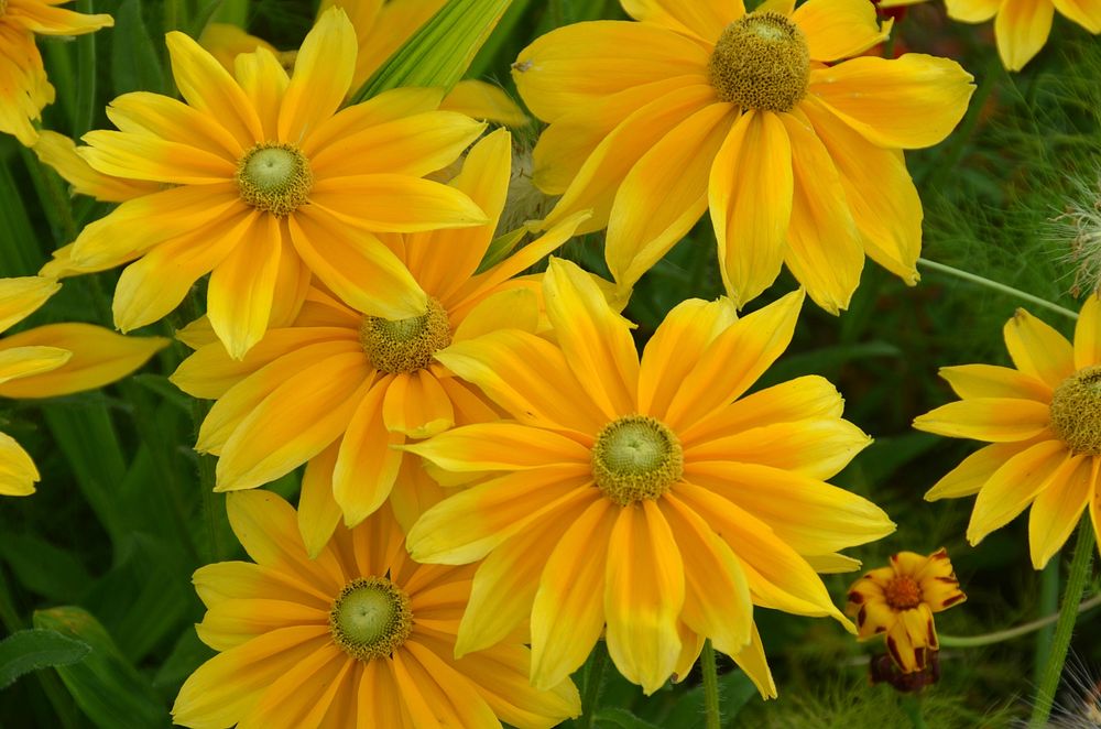 Black-eyed susan background. Free public domain CC0 photo.