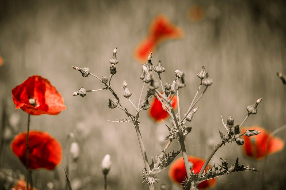 Red poppy background. Free public domain CC0 image.