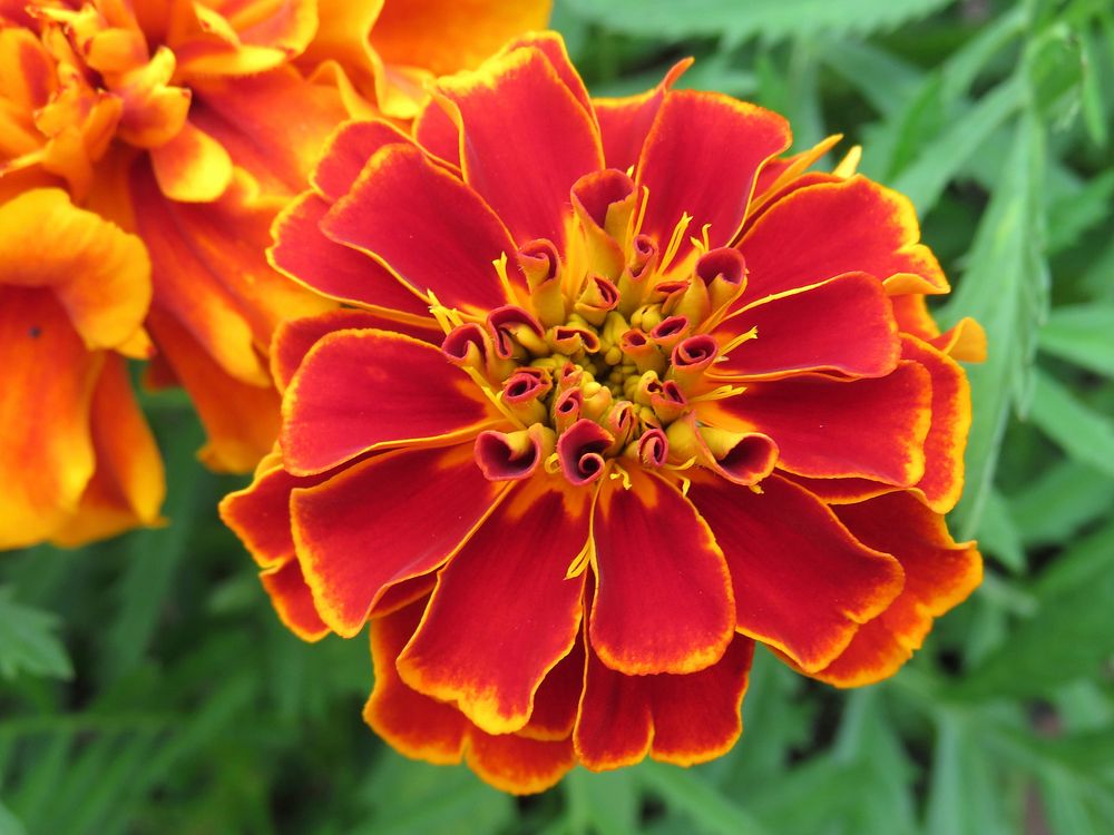 Marigold background. Free public domain CC0 photo.