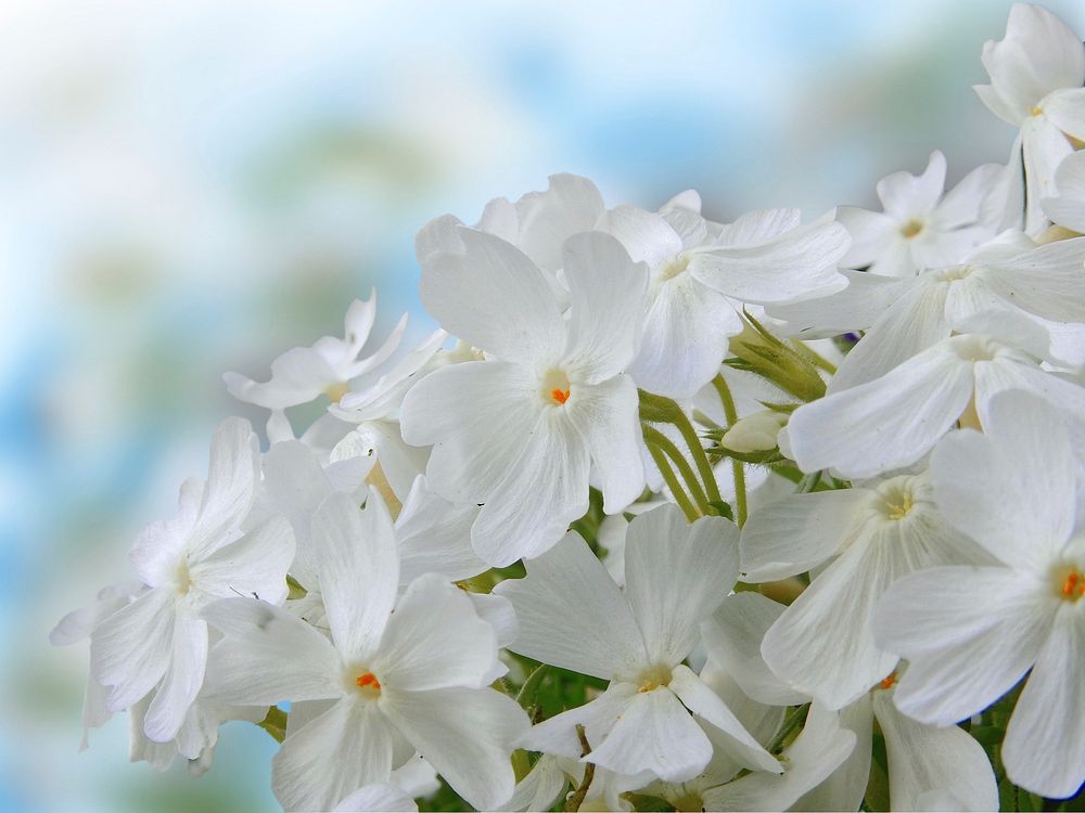 White flower background. Free public domain CC0 photo.