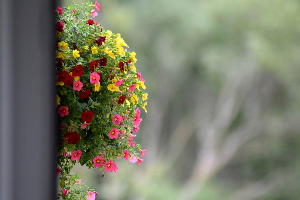 Geranium. Free public domain CC0 image.