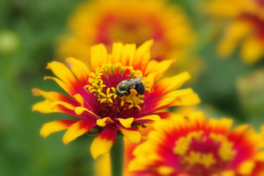 Bee and flower background. Free public domain CC0 photo.