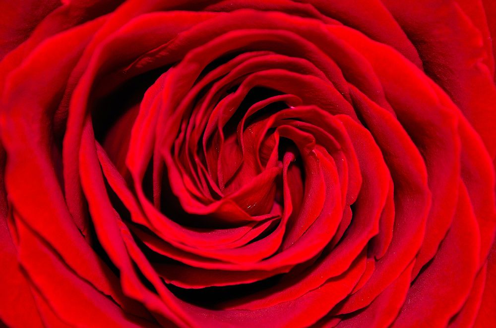 Red rose background. Free public domain CC0 image.