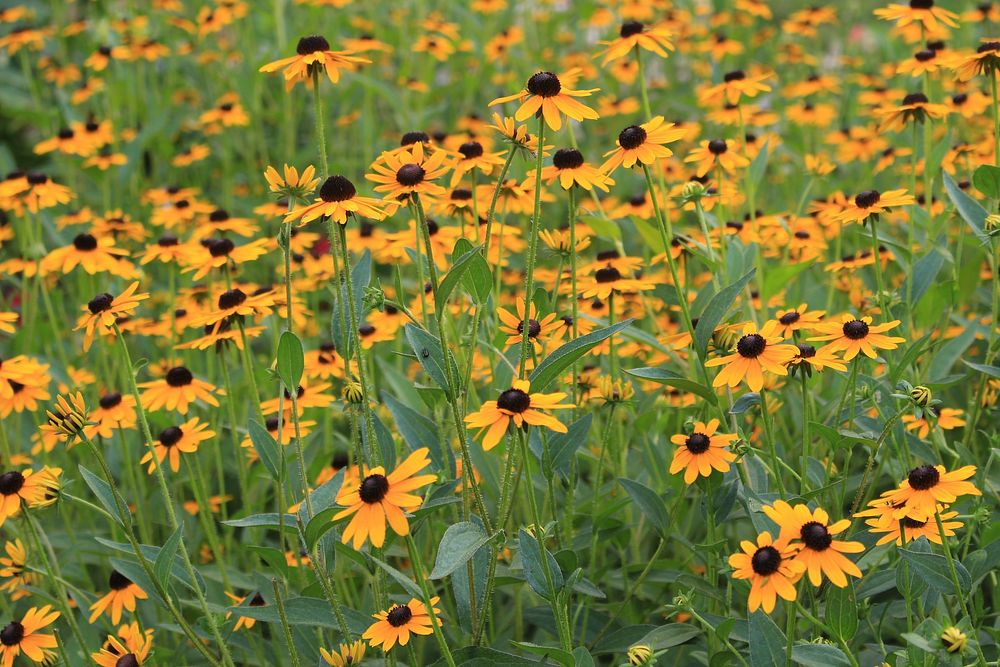 Black-eyed susan background. Free public domain CC0 image.