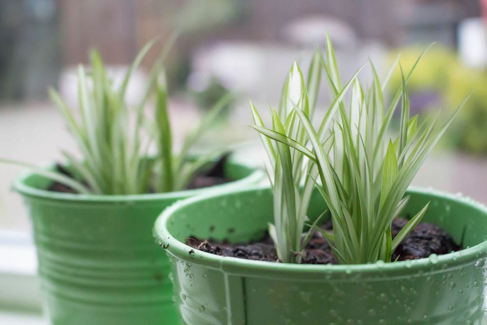 Small spider plants in green pots. Free public domain CC0 photo.