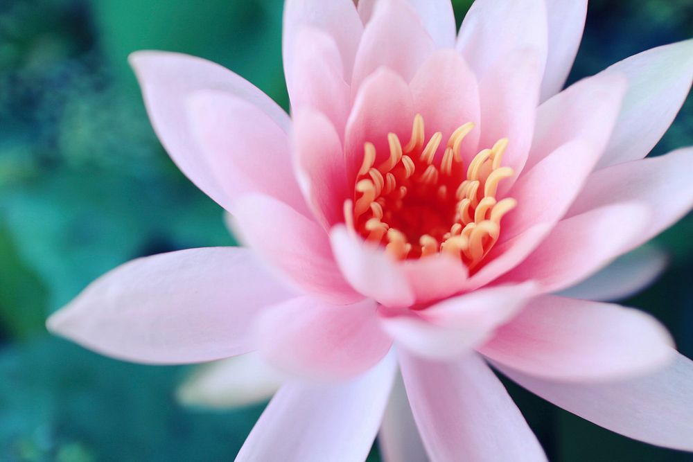 Pink lotus background. Free public domain CC0 photo.