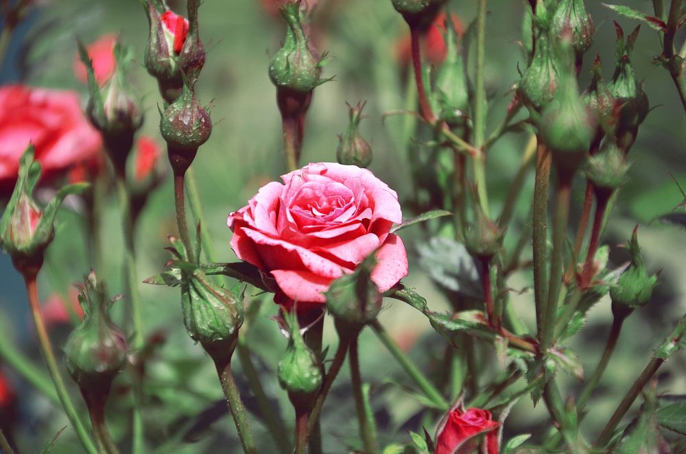 Pink rose background. Free public domain CC0 photo.