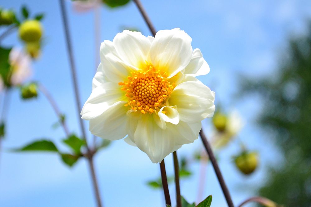 White flower background. Free public domain CC0 photo.