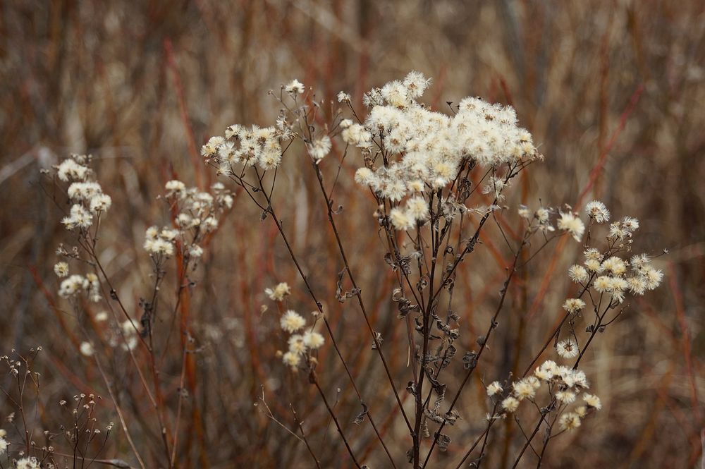 White flower. Free public domain CC0 image.