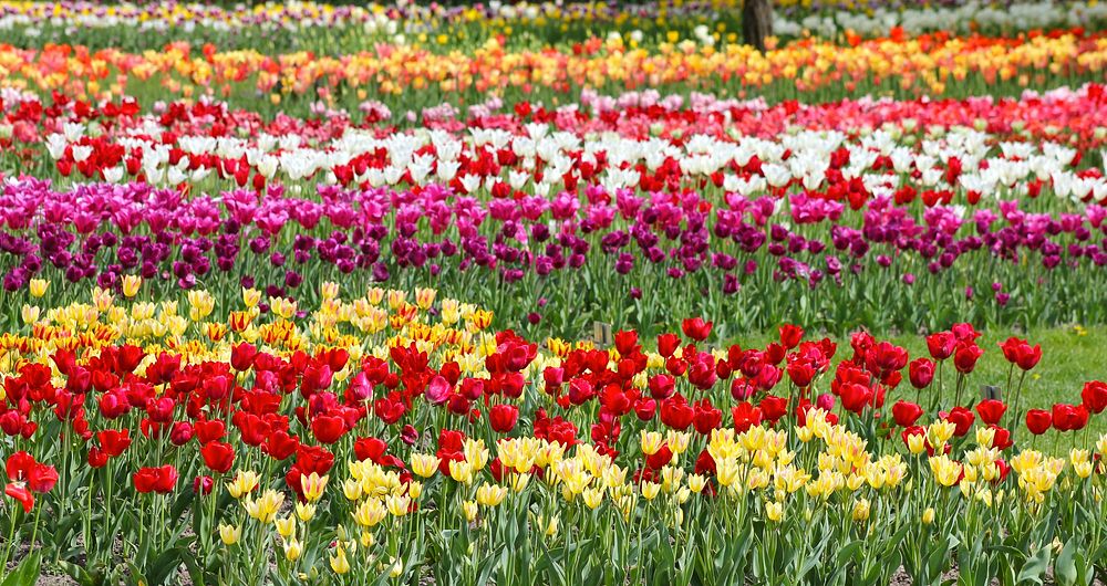 Colorful tulip farm. Free public domain CC0 image.