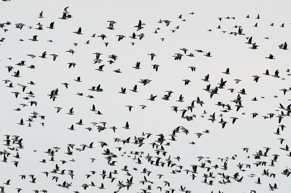 Flock of migratory geese flying. Free public domain CC0 image.