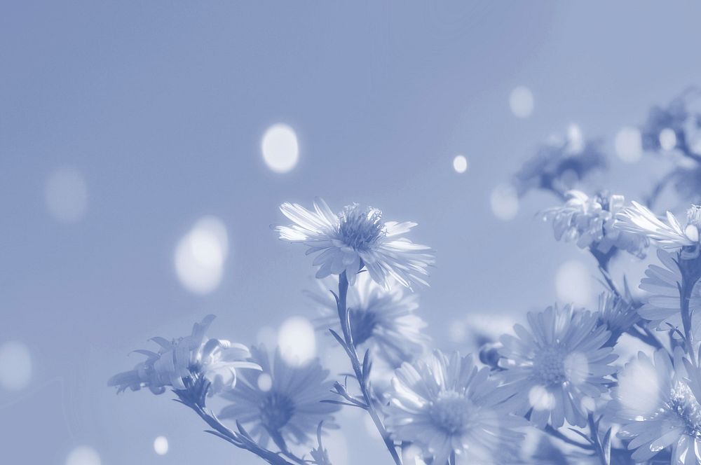 White flower background, blue tone. Free public domain CC0 photo.