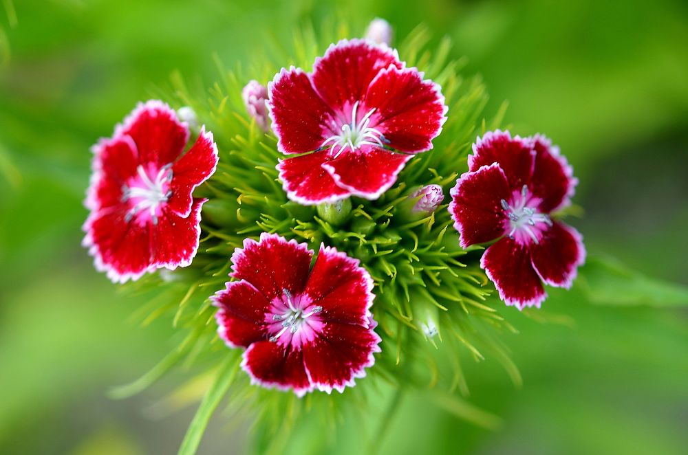 Red carnation. Free public domain CC0 photo.