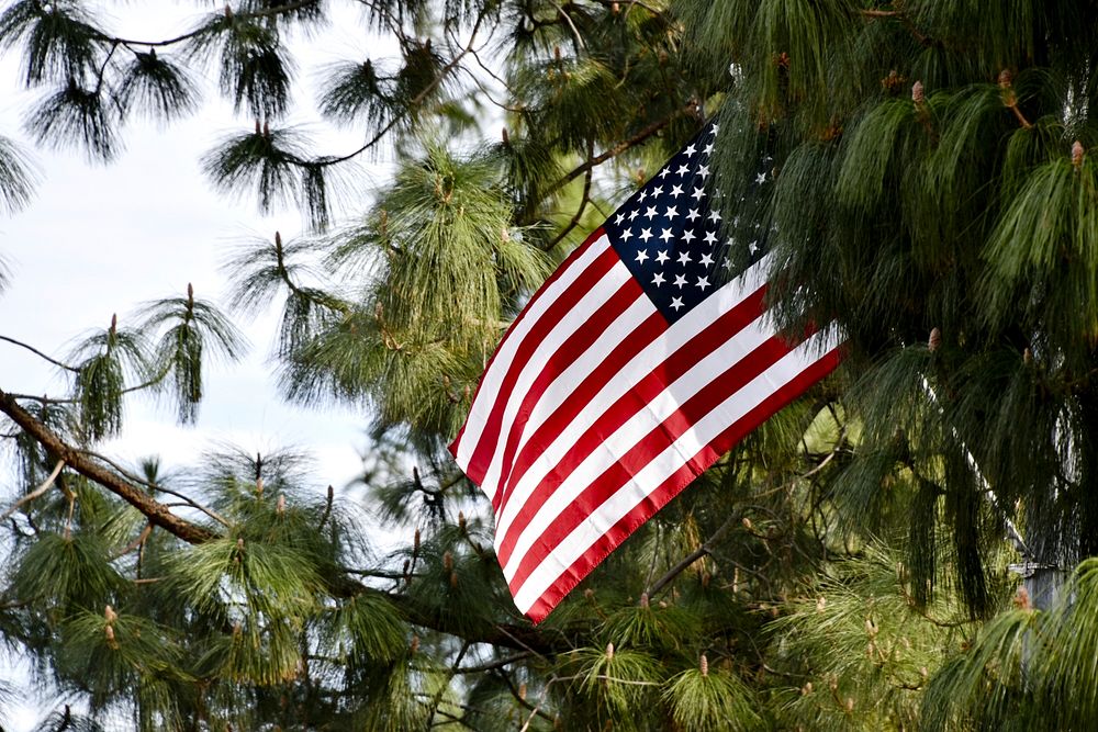 American flag in tree. Free public domain CC0 photo.