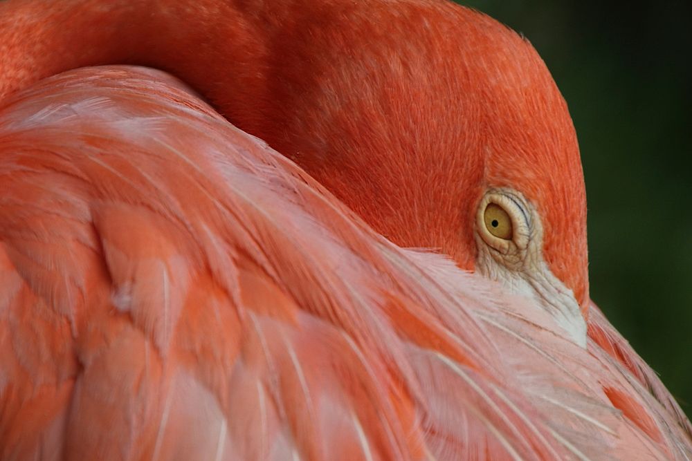 Close up flamingo eyes. Free public domain CC0 photo.