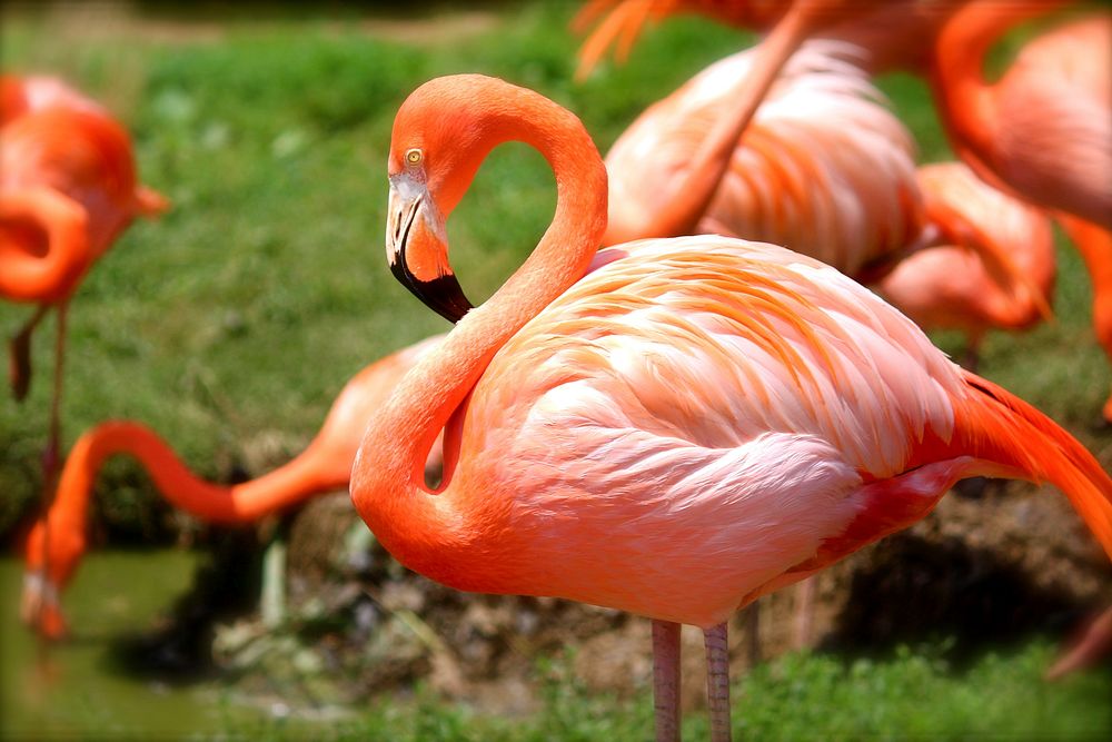 Flamingo group. Free public domain CC0 photo.