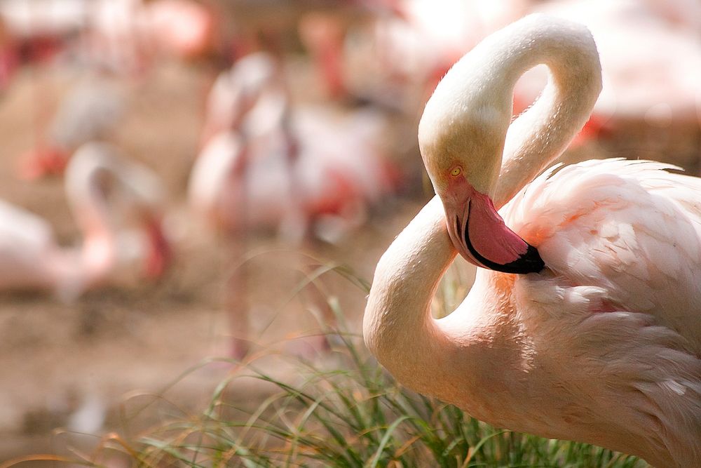 Flamingo. Free public domain CC0 photo.