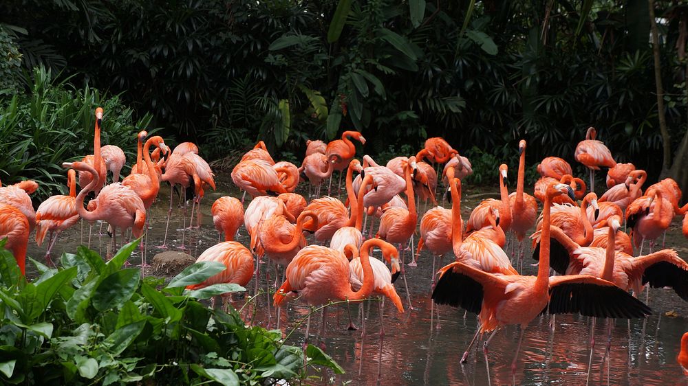 Flamingo group. Free public domain CC0 photo.