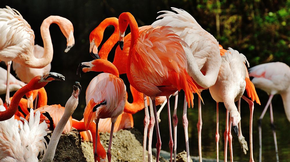 Flamingo in group. Free public domain CC0 photo.