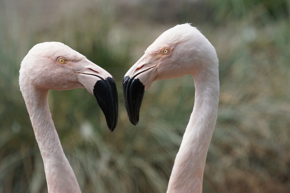 Flamingo couple. Free public domain CC0 photo.