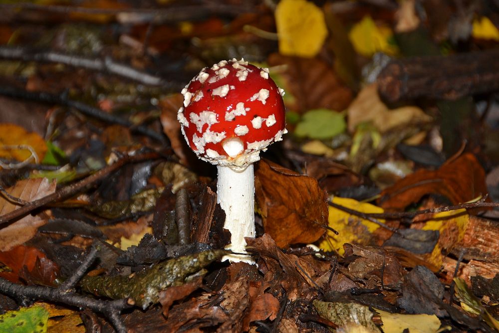 Red mushroom hat, fly agaric toadstool. Free public domain CC0 image.