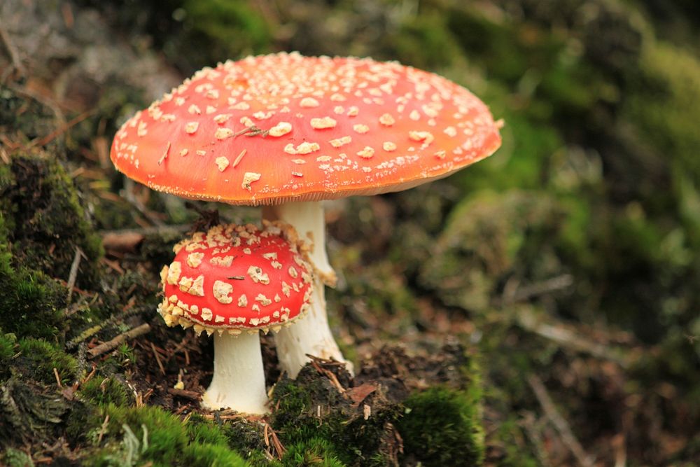 Red mushroom hat, fly agaric toadstool. Free public domain CC0 image.