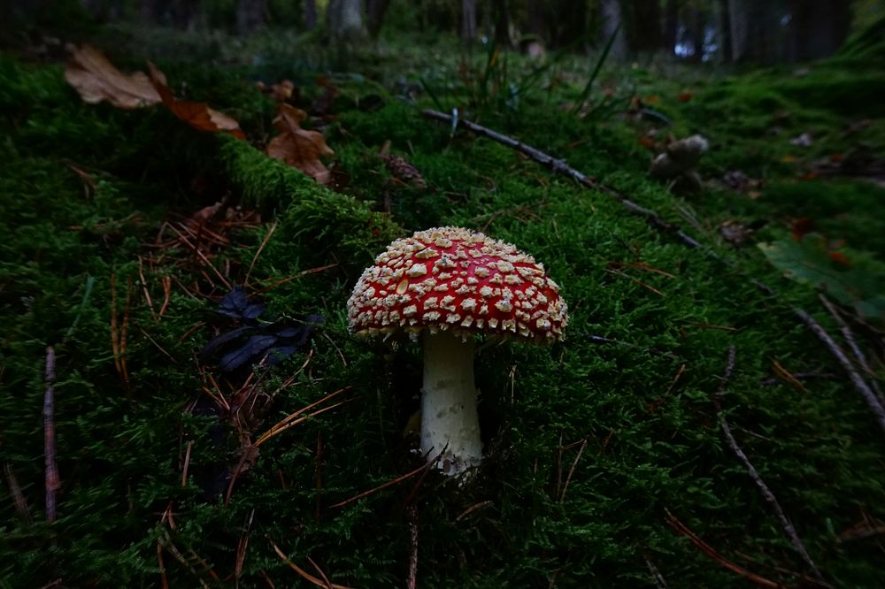 Poisonous mushroom with a red hat in the grass. Free public domain CC0 photo.