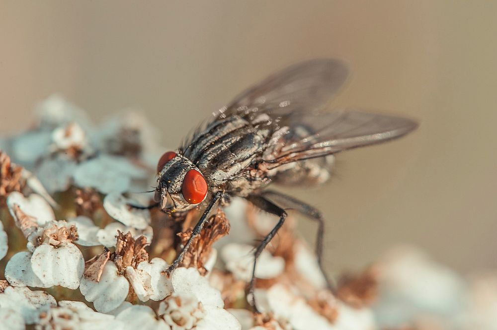 Fly closeup photo. Free public domain CC0 image.