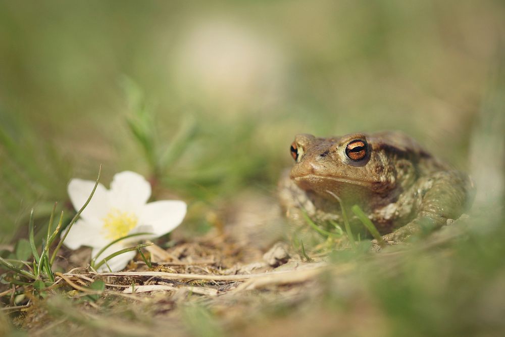 Frog and white flower. Free public domain CC0 photo.