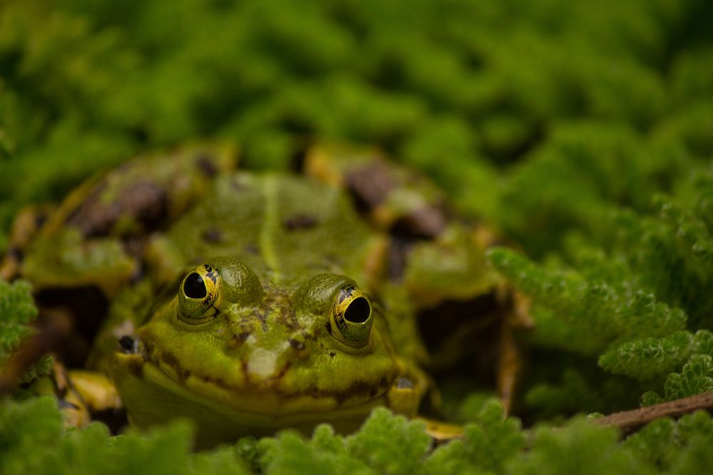 Frog wildlife animal. Free public domain CC0 photo