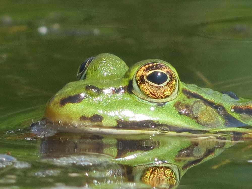 Frog wildlife animal. Free public domain CC0 photo