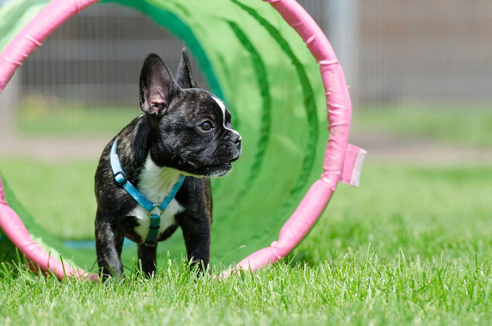 Black dog in playground. Free public domain CC0 photo.