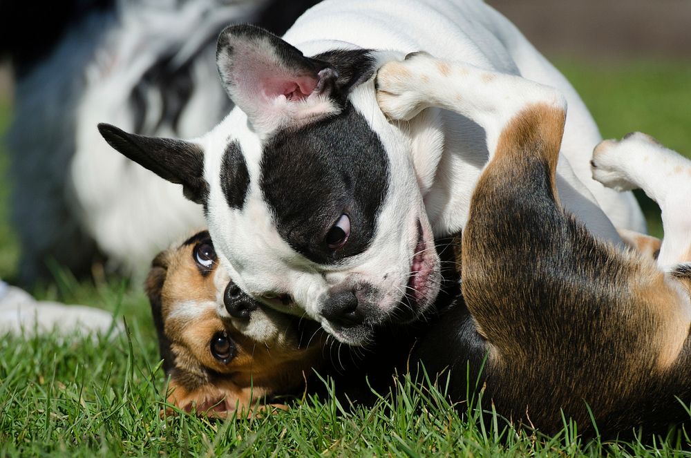 Beagle and bull playing together on grass. Free public domain CC0 photo.