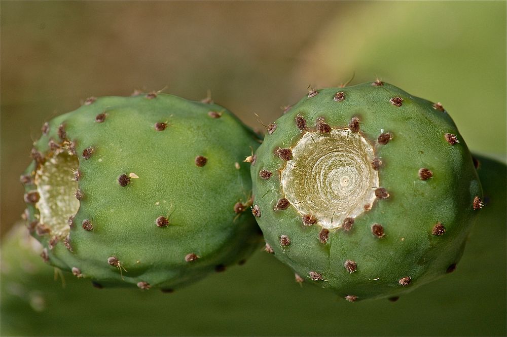 Prickly pear cactus background. Free public domain CC0 photo.